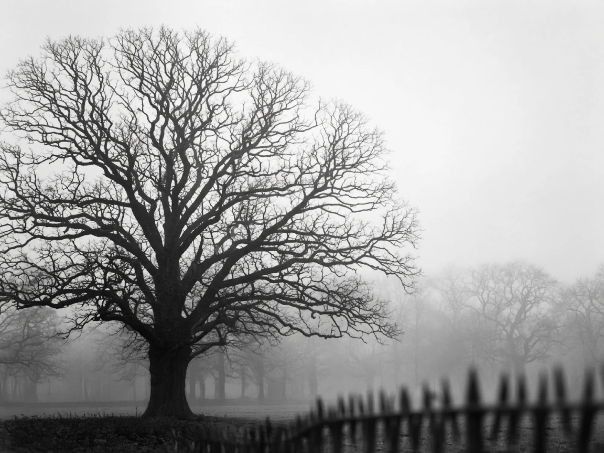 A mature oak in winter fog, behind a dark iron fence.